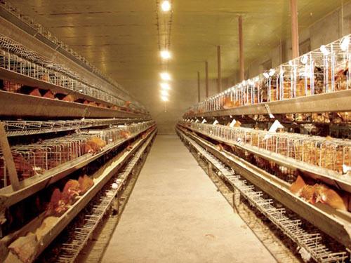 次氯酸钠溶液用于养鸡场消毒优势是什么